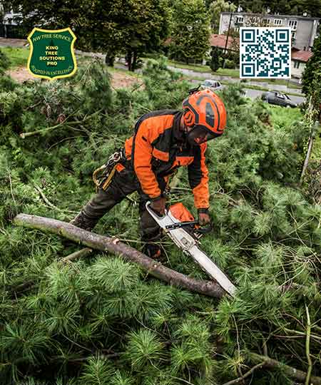 Tree Service in Federal Way